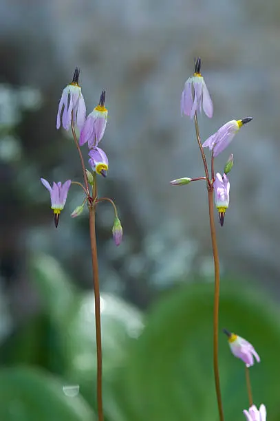 "Two tall mountain shootingstar plants in bloom in the Betty Ford Alpine Gardens in Vail, Colorado"