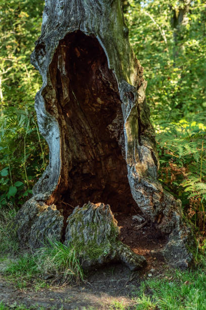 istock Hollow trunk of old tree in forest. 1761611162