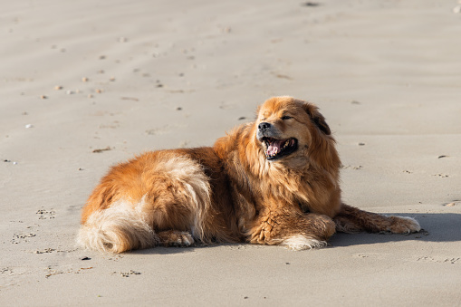 picture of a cute elo dog lying relaxed on a beach