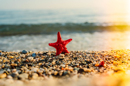 Red starfish on a pebble beach during sunset