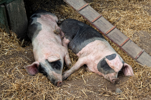 Two young British Saddleback pigs asleep beneath a chicken coop.Some pigs and other livestock from my portfolio. Please also see my lightboxes below.