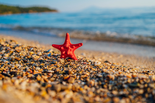 Red starfish on a sunny pebble beach