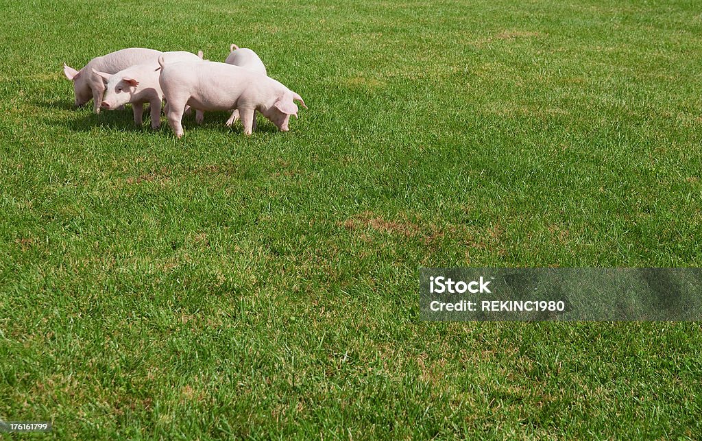 Poco los cerdos en la granja - Foto de stock de Cerdo libre de derechos