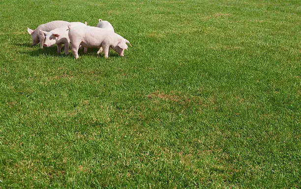 Image of piglets on the farm. Plenty of copy space for any agriculture theme.