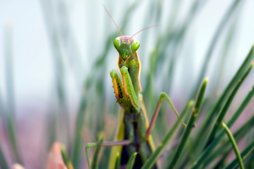 green mantis eats a grasshopper. Macro photo, selective focus.