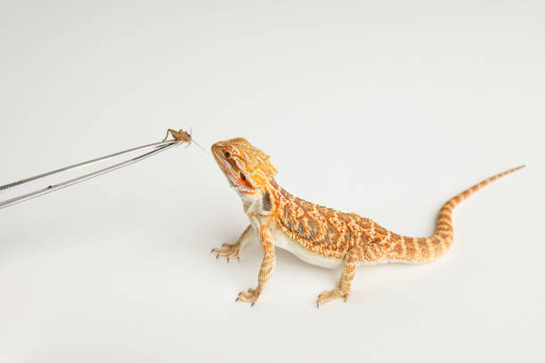 istock Bearded dragon, pogona vitticeps, isolated on white background, Tiger Pattern Morphs. Professional studio macro photography Feeding a lizard grasshoppers and crickets using metal tweezers. 1761621746