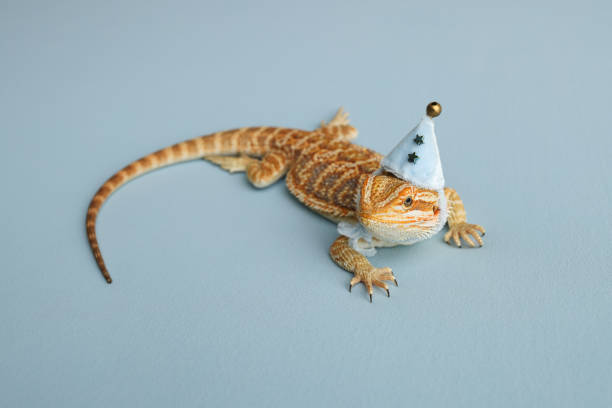 istock Bearded dragon, pogona vitticeps, isolated on blue background, Tiger Pattern Morphs. Professional studio macro photography on isolated blue background. Dragon in a New Year's blue cap. New Year card. 1761621751