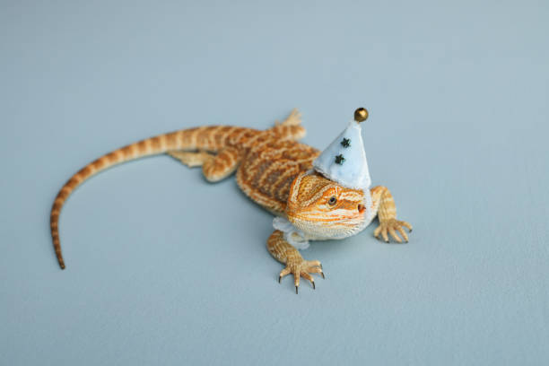 istock Bearded dragon, pogona vitticeps, isolated on blue background, Tiger Pattern Morphs. Professional studio macro photography on isolated blue background. Dragon in a New Year's blue cap. New Year card. 1761621755