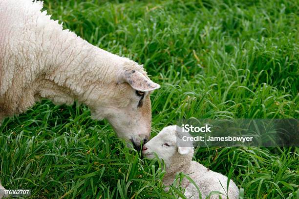 Ovejas Cordero Foto de stock y más banco de imágenes de Australia - Australia, Oveja - Mamífero ungulado, Animal joven