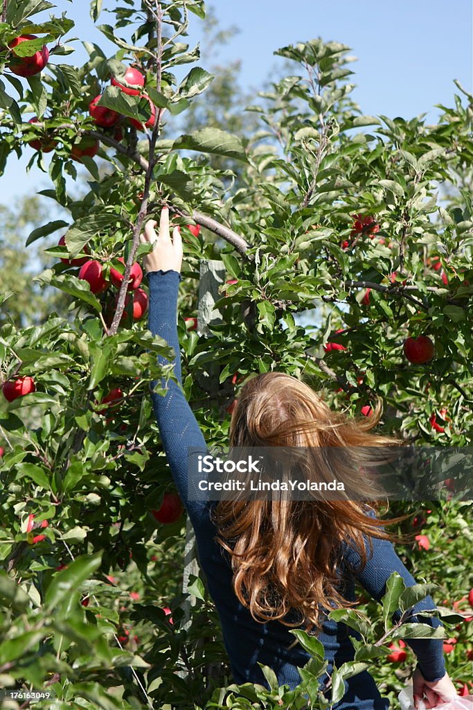 Fille cueillir des pommes - Photo de En haut libre de droits