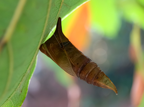 The cocoon or pupa is one of the life stages of an insect that undergoes metamorphosis.