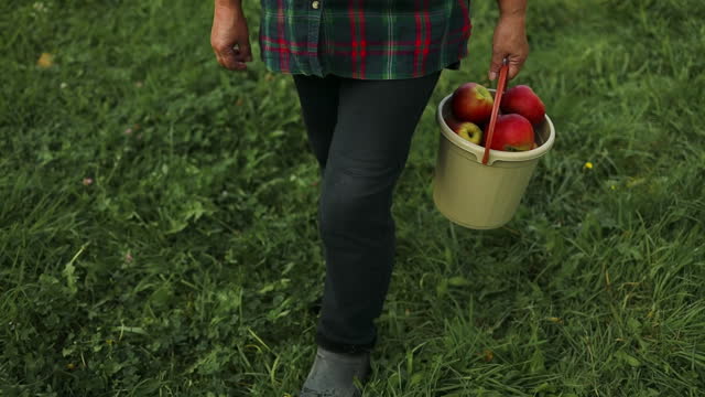 Female seasonal worker pours fresh picked apples from a bucket during a harvest in an orchard on a sunny day