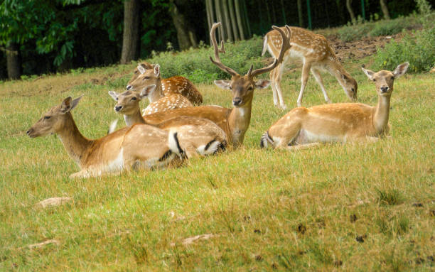 istock Many deer is resting on a green pasture 1761633546