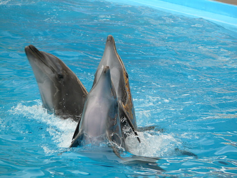 Two captive bottlenose dolphins or Tursiops truncatus making a show for tourists by jumping into an aquarium pool.