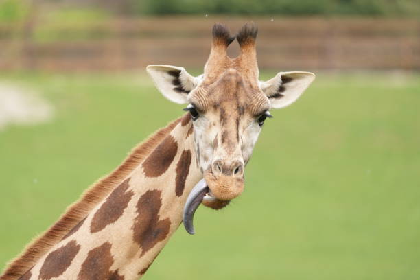 istock Giraffe in Kruger National Park 1761634174