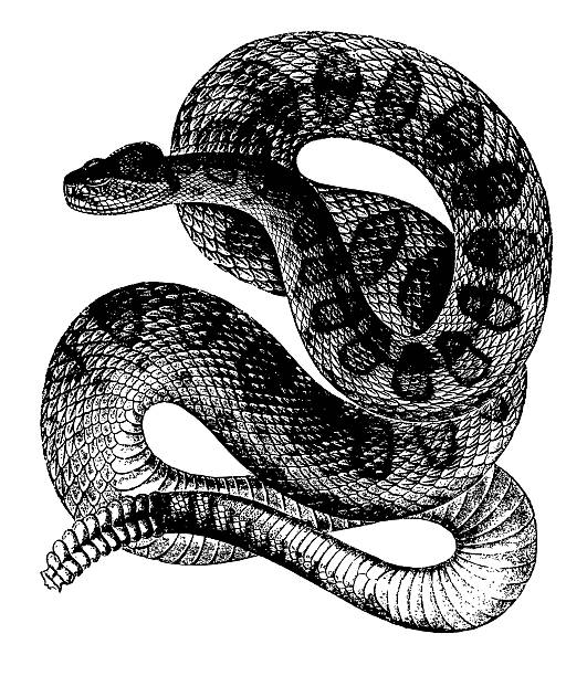 ilustrações de stock, clip art, desenhos animados e ícones de cascavel/antigo ilustrações de - cobra engraving antique retro revival