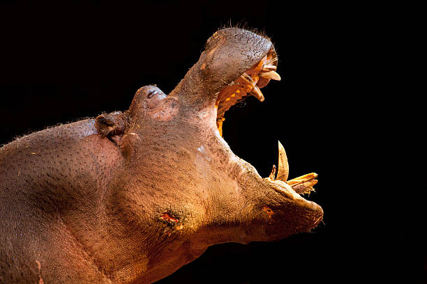 big hipopotam - hippopotamus animal teeth large dirty zdjęcia i obrazy z banku zdjęć