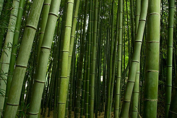 Bamboo Forest stock photo