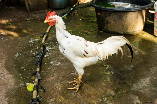 Large white rooster hen with red cockscomb