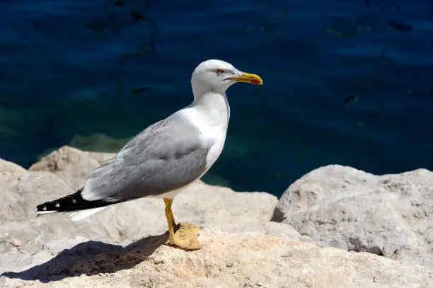 Photo of Seagull on the rocks