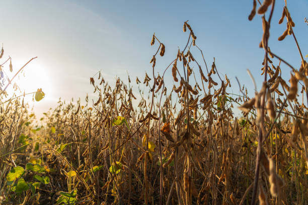 istock Mature soybean pods in field. Soy agriculture 1761639863