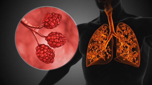 die alveoläre struktur des menschlichen atmungssystems - human lung alveolus respiratory system blood stock-fotos und bilder