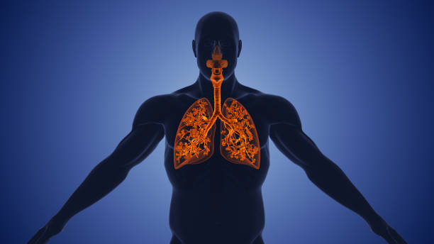 der bronchialbaum und die lungenbläschen in den menschlichen atemwegen - human lung alveolus respiratory system blood stock-fotos und bilder