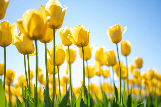 istock Field of blooming tulips 1761643744