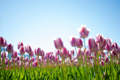 The town of Bad Aibling in Upper Bavaria, Germany in early spring. Spring Bad Aibling. Gently blue sky and green meadows in Bavaria, Germany. A field with grass and yellow dandelions under a blue sky with white clouds.