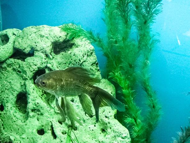 istock Several multi-colored bright fish swim in the aquarium. Aquarium with small pets. 1761643887