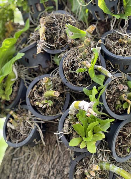 istock a group of plants growing in pots. 1761644273