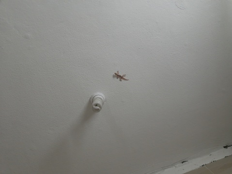 Small yellow gecko on one of the walls on an autumn morning