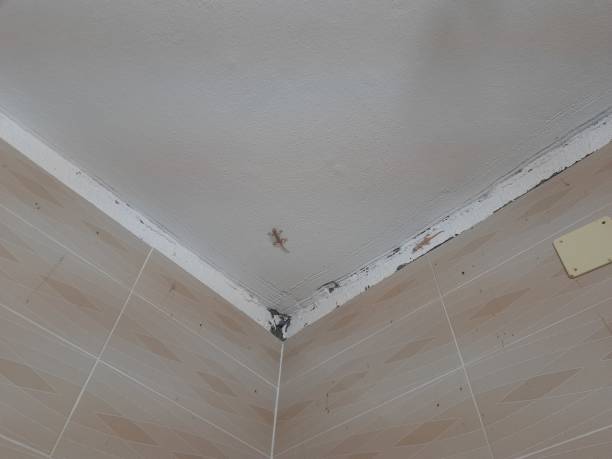 istock small yellow stock gecko on the wall 1761644667