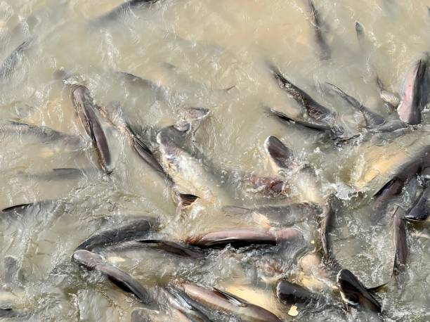 istock fish in the river at the village. 1761645516