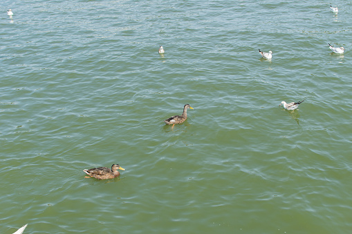 Young ducks, swans and seagulls in the water.