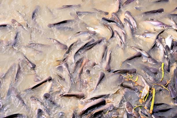 istock a lot of fish in the river. 1761645556