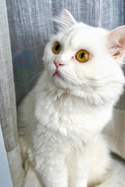 istock a white cat with yellow eyes sitting on a window sill. 1761645835