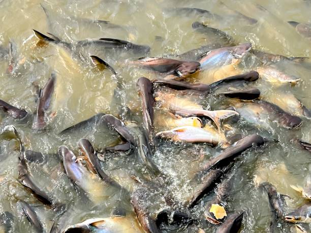 istock a lot of fish in the river. 1761646073