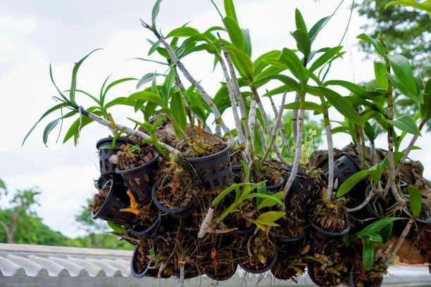istock plants in pots on a porch. 1761646774