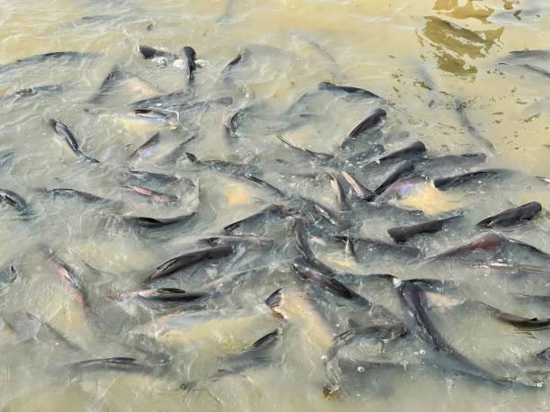 istock a large number of fish in a river. 1761647197