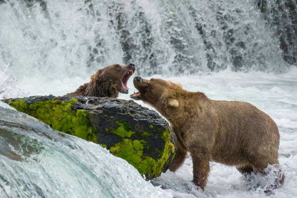 dos osos pardos (909 y 128 grazer) luchando en brooks falls en el parque nacional katmai, alaska - brown bear alaska katmai national park animal fotografías e imágenes de stock