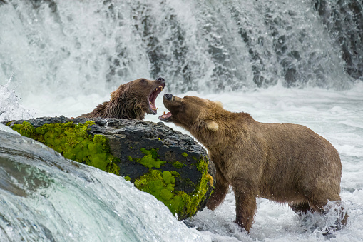 Two Brown Bears (909 & 128 Grazer) fighting at Brooks Falls in Katmai National Park, Alaska