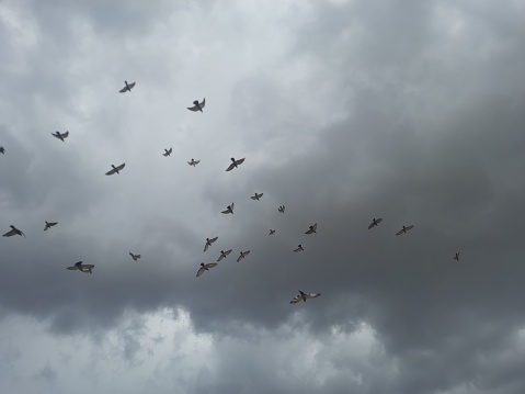 Pigeons flying near the minaret of a mosque in a dramatic gray sky full of clouds, a scene with rain in the city of Al-Hajara