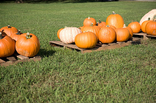 Pumpkins On Pallets stock photo