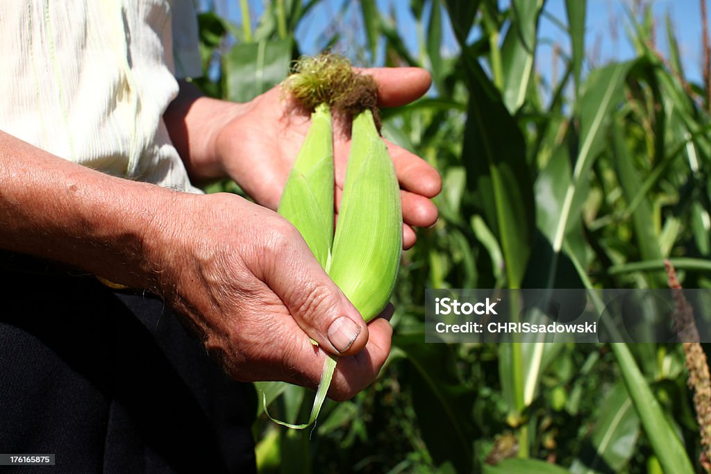 Agriculteur avec zones vertes maïs sur Belle journée ensoleillée - Photo de Adulte libre de droits
