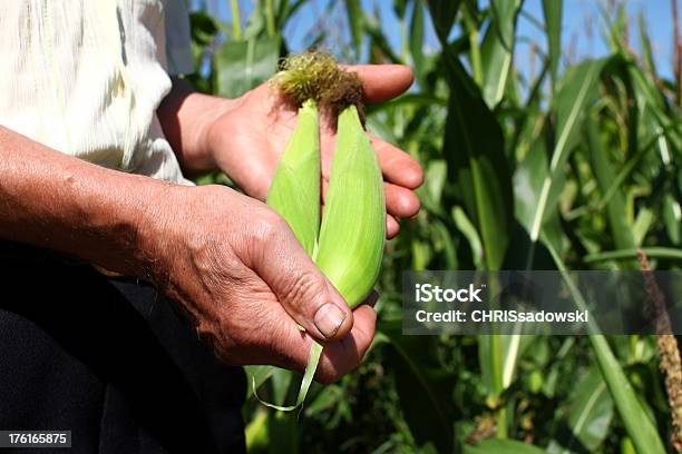 Foto de Agricultor Com Corte De Milho Verde Em Dia Ensolarado e mais fotos de stock de Adulto