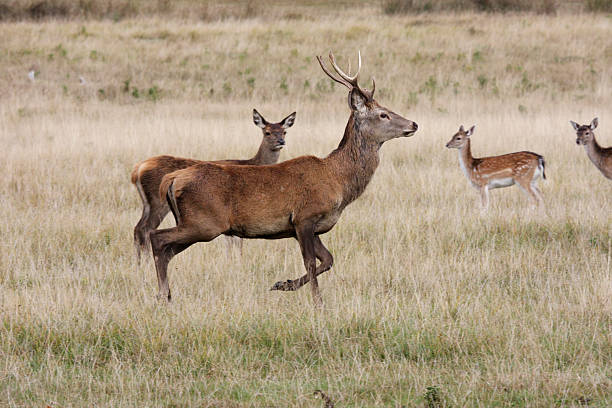 istock Strutting young red deer stag on the autumn rutting ground 176165956
