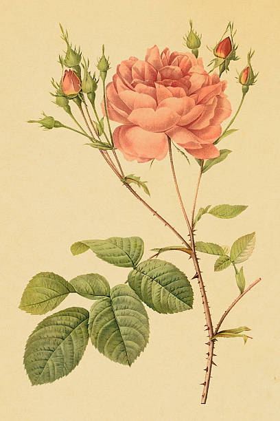 ilustrações, clipart, desenhos animados e ícones de cumberland antigo flor rosa/ilustrações - gallica rose