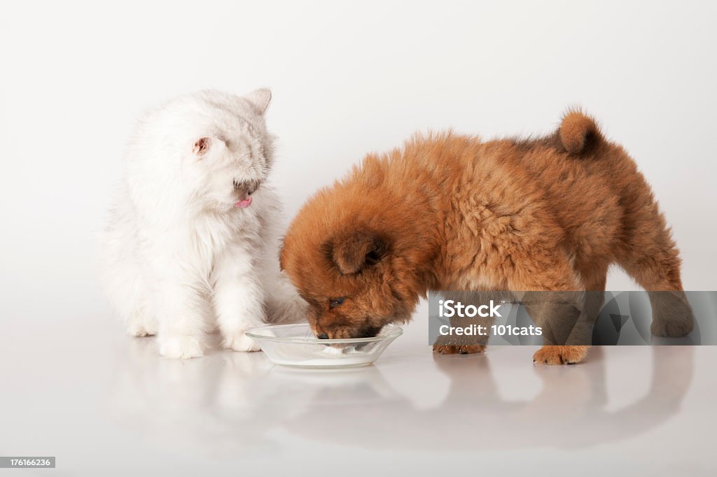 Latte materno - Foto stock royalty-free di Gatto domestico