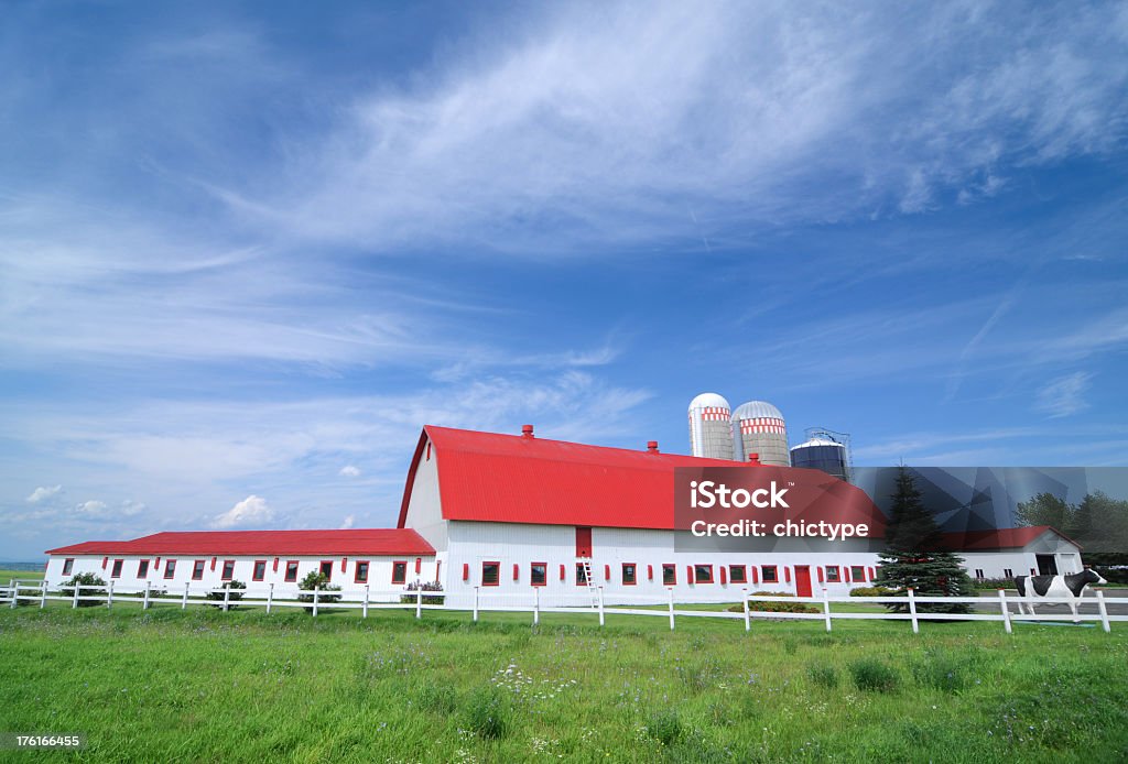 Red and white cattle barn with feed silos on sunny day Farm under a clear blue sky.  Agricultural Field Stock Photo